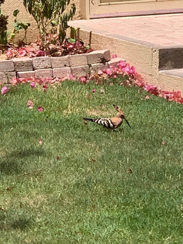 LUXURY APARTMENT | FOR SALE | FULLY FURNISHED | PRETTY VIEW | DOWNTOWN DUBAI